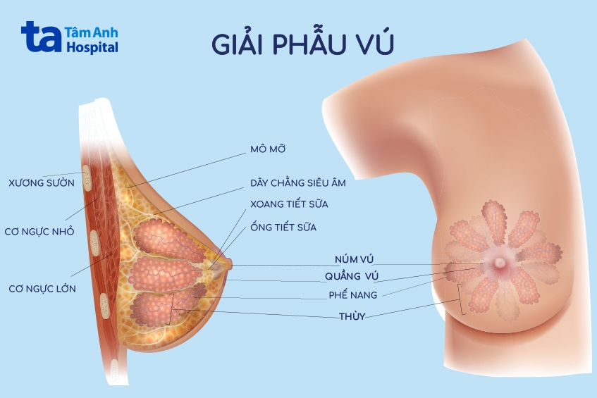 bop veu gai xinh kham pha nhung goc nhin da chieu ve hanh vi va xa hoi 697d494fb6e73