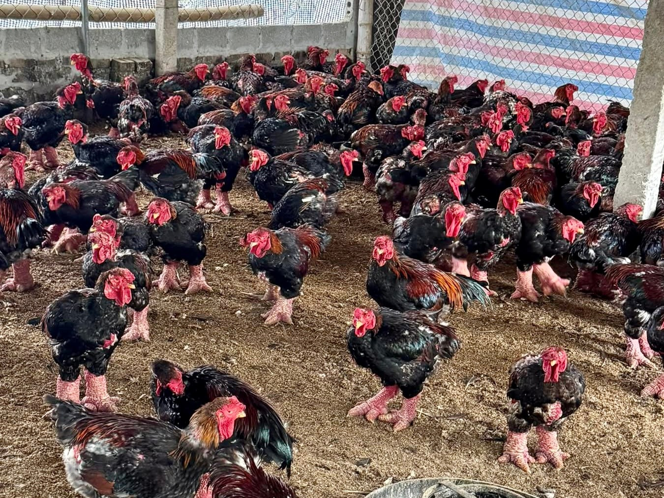 Cách Vào Tiền Nuôi Lô 7 Ngày - Bí Quyết Thành Công Trong Thị Trường Lô Đề