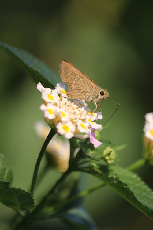 gai xinh buom dep hien tuong mang gay chu y va nhung anh huong sau xa 697d80603a5a8