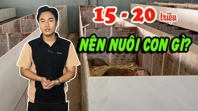 nuoi dan de 30 so khung 3 ngay hay nhat bi quyet thanh cong tu nhung chien thuat toi uu 697d02ffa4bb3