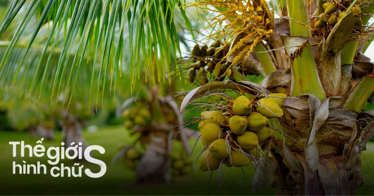 nuoi dan de 60 so khung 2 ngay hieu qua bi quyet chinh phuc giac mo boi thu 697d03771d119